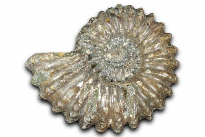 Bumpy Ammonite (Douvilleiceras) Fossil - Madagascar #343829